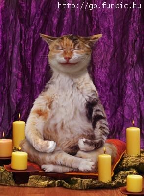 medium_yoga-cat1.3.jpg